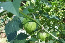 Tomatillos growing